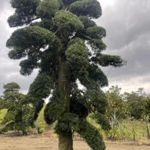 Tùng La Hán 241032