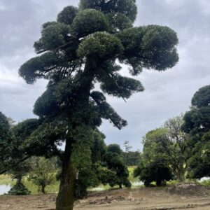 Tùng La Hán 241034