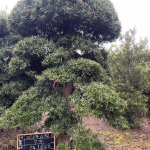 Tùng La Hán 241048