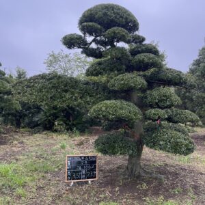 Tùng La Hán 241062