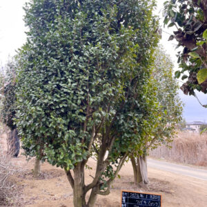 Hoa Trà Hồng 24119