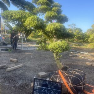 Tùng La Hán 241265