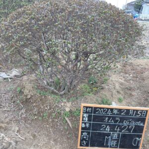 Đỗ Quyên 24427