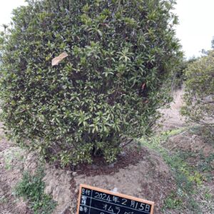 Đỗ Quyên 24434