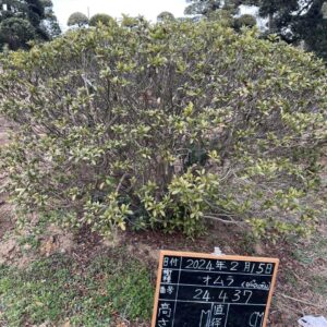 Đỗ Quyên 24437