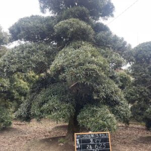 Tùng La Hán 24625