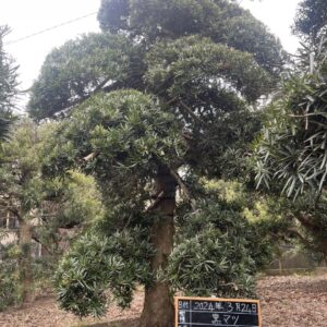 Tùng La Hán 24626