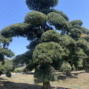 Tùng La Hán 24890