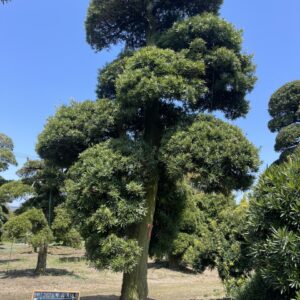 Tùng La Hán 24893