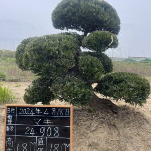 Tùng La Hán 24908
