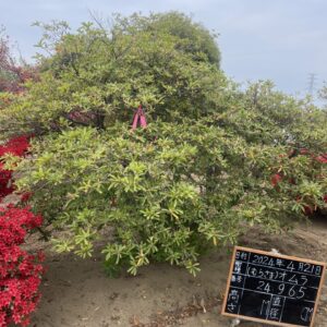 Đỗ Quyên 24965