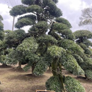 Tùng La Hán 24989