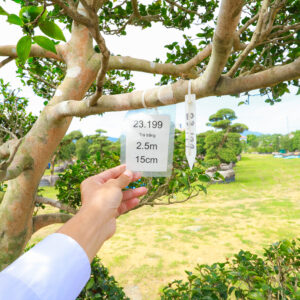 Hoa Trà Trắng 23199