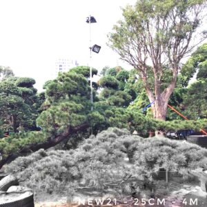 Thông Đen NEW 21