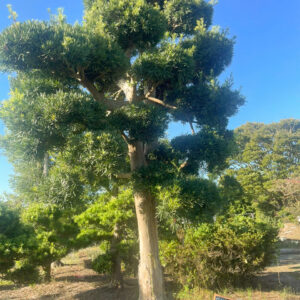 Tùng La Hán 243082
