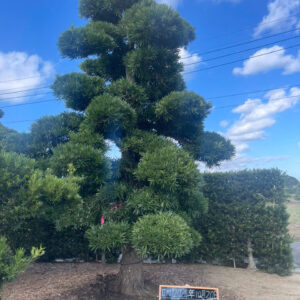 Tùng La Hán 243251