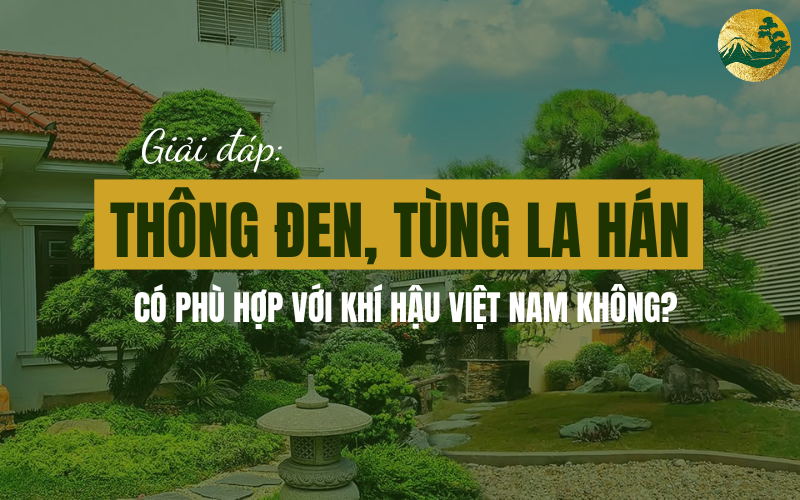 Tìm hiểu: Khí hậu Việt Nam có thích hợp trồng tùng la hán và thông đen Nhật Bản không?