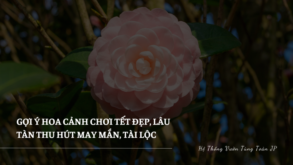 Gợi Ý Hoa Cảnh Chơi Tết Đẹp, Lâu Tàn Thu Hút May Mắn, Tài Lộc