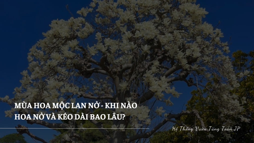 Mùa hoa mộc lan nở - Khi nào hoa nở và kéo dài bao lâu