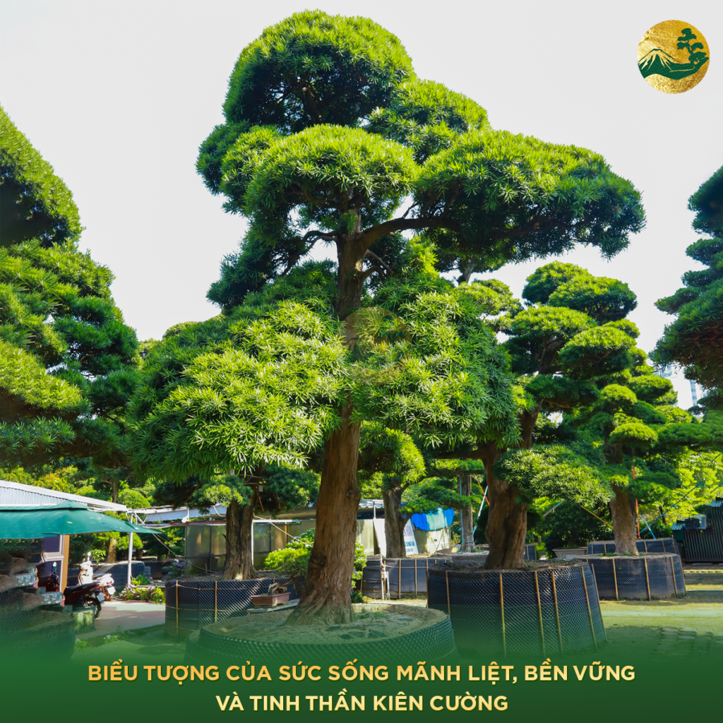 Tùng La Hán tượng trung cho sự trường thọ và vững chãi