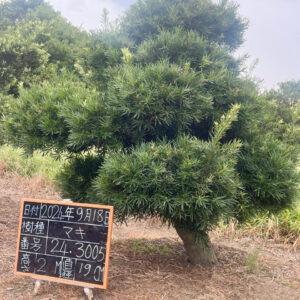 Tùng La Hán 243005