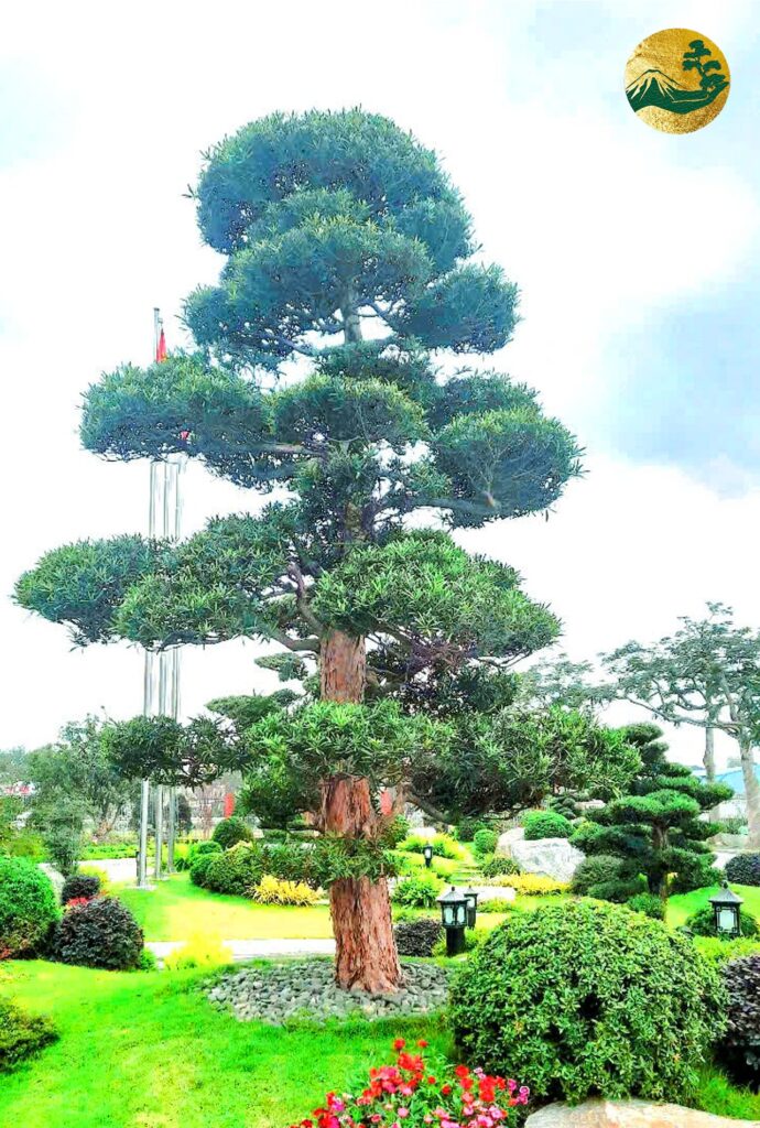 Tìm hiểu về vẻ đẹp và giá trị phong thủy của Tùng La Hán dáng trực