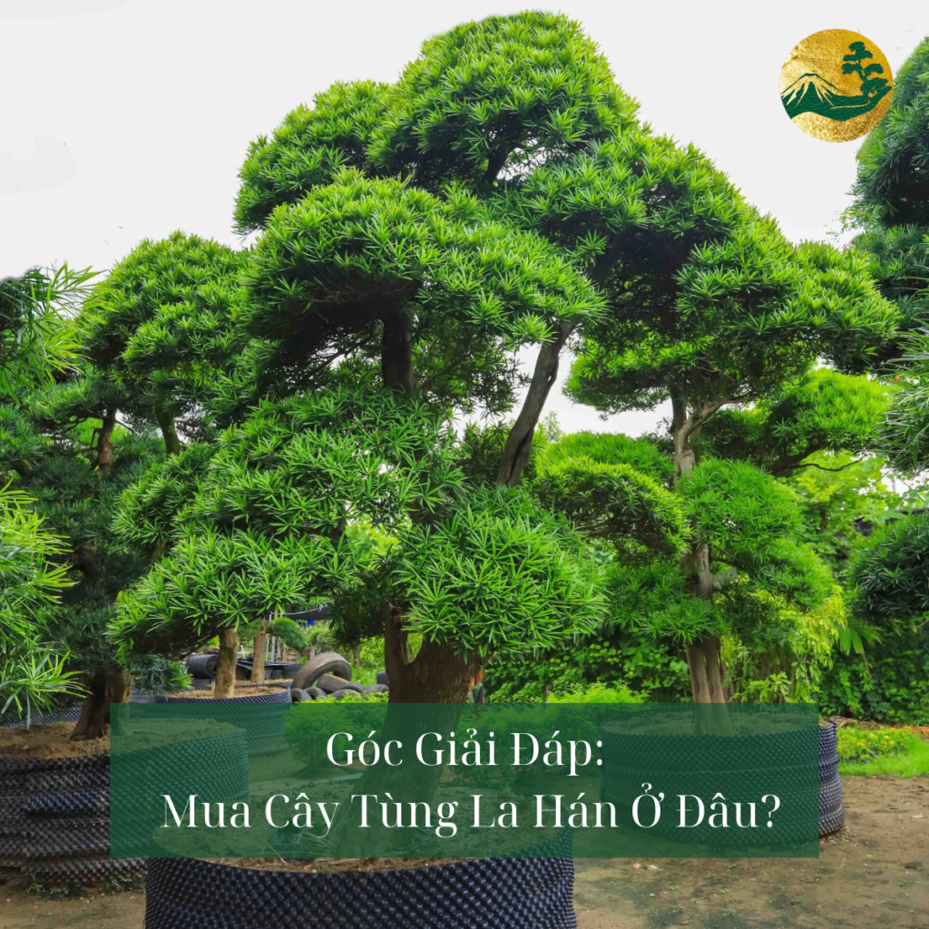 Mua cây Tùng La Hán ở đâu uy tín, chất lượng