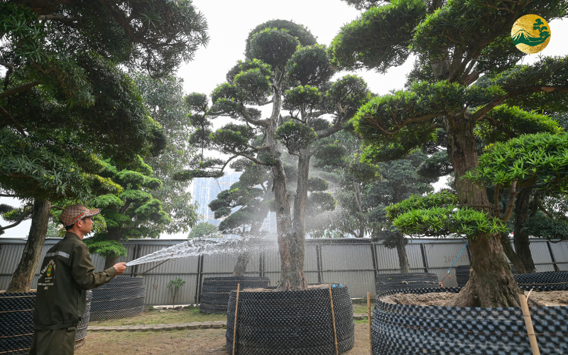 Hướng dẫn tươi nước cho cây tùng la hán Nhật Bản đúng cách