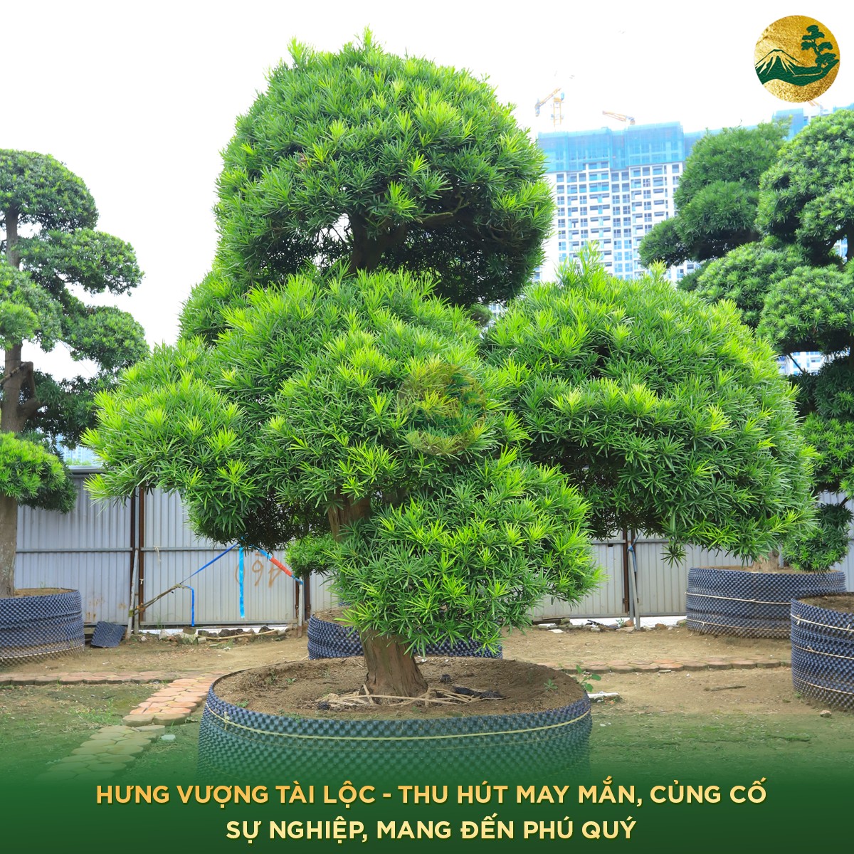 Giải Mã Ý Nghĩa Tùng La Hán Trong Phong Thủy - Hệ Thống Vườn Tùng Toàn JP