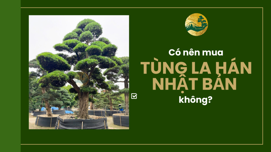 Có nên mua cây tùng la hán Nhật Bản hay không?