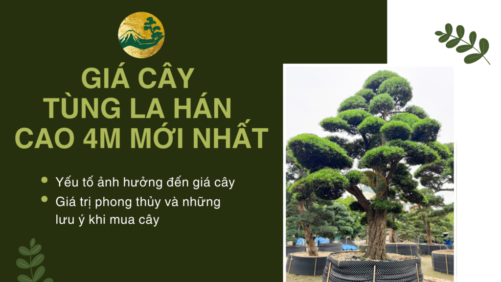 Tìm hiểu về giá cây tùng la hán nhật bản cao 4 mét