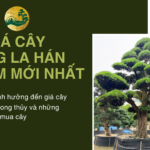 Tìm hiểu về giá cây tùng la hán nhật bản cao 4 mét