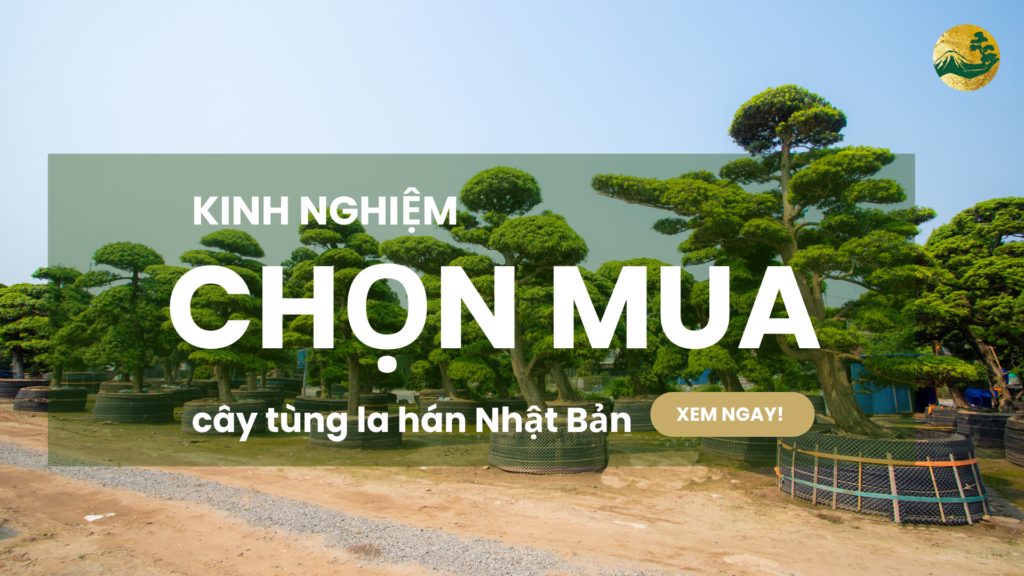 Kinh nghiệm chọn mua tùng la hán nhật bản