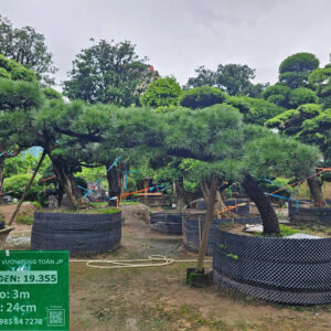 Thông Đen 19355