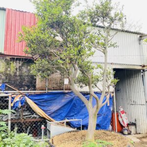 Hoa trà trắng 1973