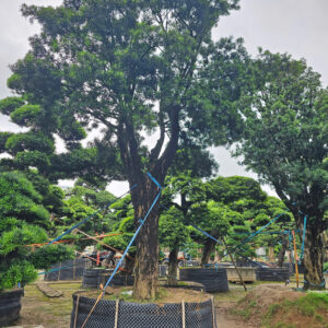 Tùng Xổng 20084
