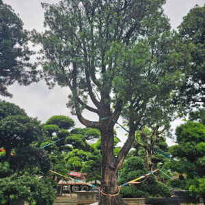 Tùng Xổng 20087