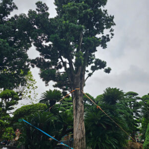 Tùng Xổng 20205