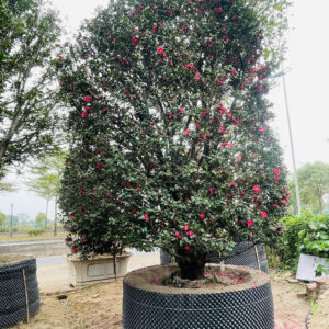 Hoa trà đỏ 21032