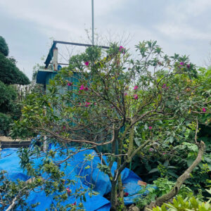 Hoa đỗ quyên 21036