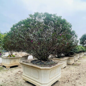 Hoa đỗ quyên 21141