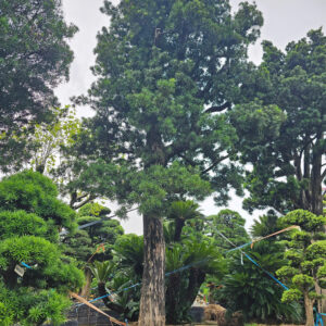 Tùng xổng 21166