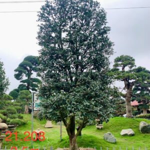 Hoa trà đỏ 21208