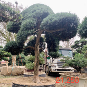 Tùng La Hán 21258
