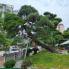 Thông Đen 21298