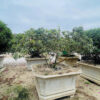 Đỗ quyên 21356