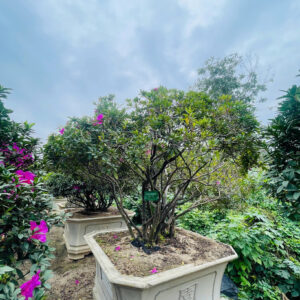 Đỗ quyên 21358