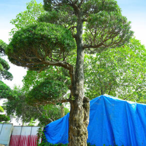 Hoa trà hồng 221396