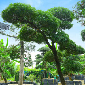Hoa trà hồng 221400