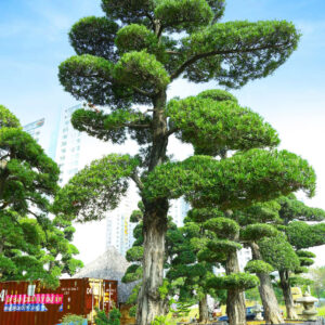 Hoa Trà Đỏ 221431